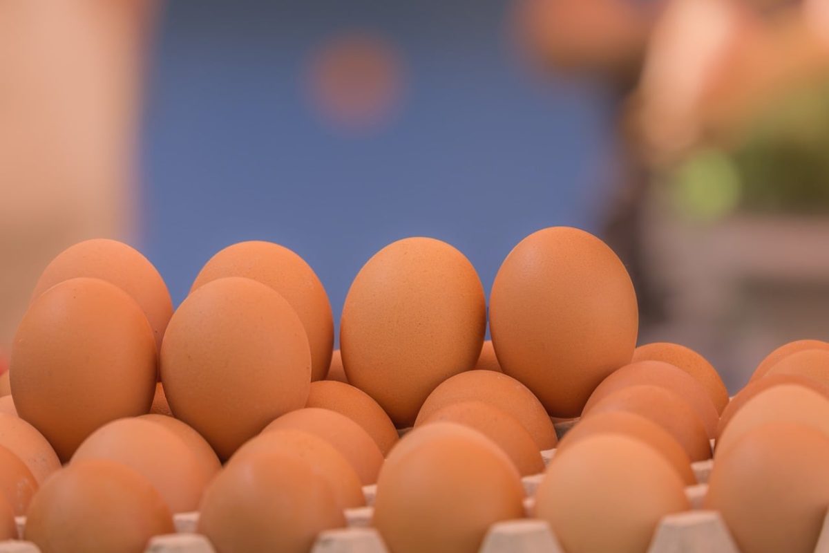 egg, egg tray, brown eggs, food, breakfast, agriculture, organic, natural, raw, fresh, cooking, nutrition, food supply, protein, egg nutrition, morning meal, egg cooking, homegrown, farm produce, healthy food