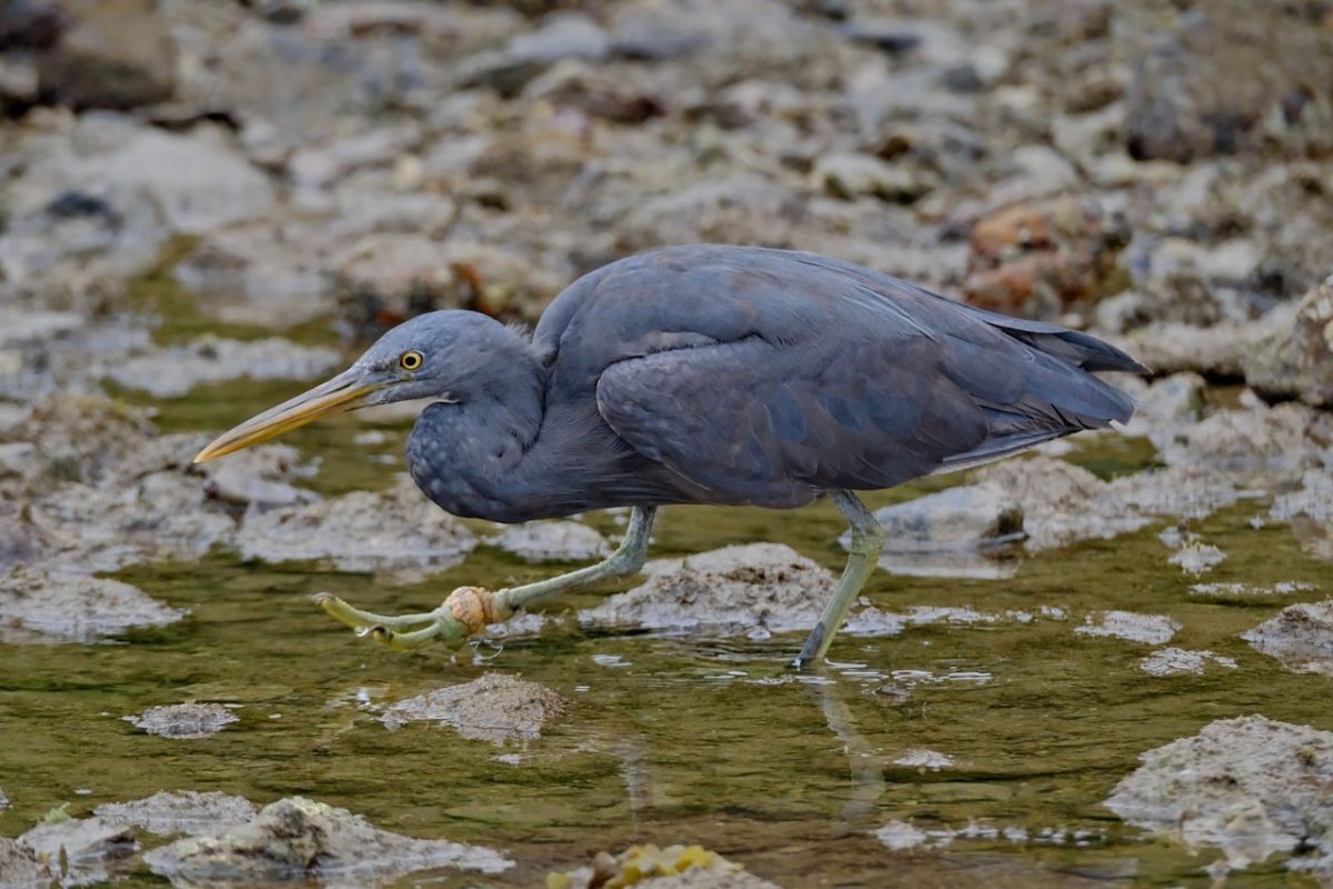 heron, nature, bird, wildlife, wading bird, blue heron, rocks, water, beach, birdwatching, beak, fishing, wings, bay, gray, foraging, quiet, natural habitat, nature observation