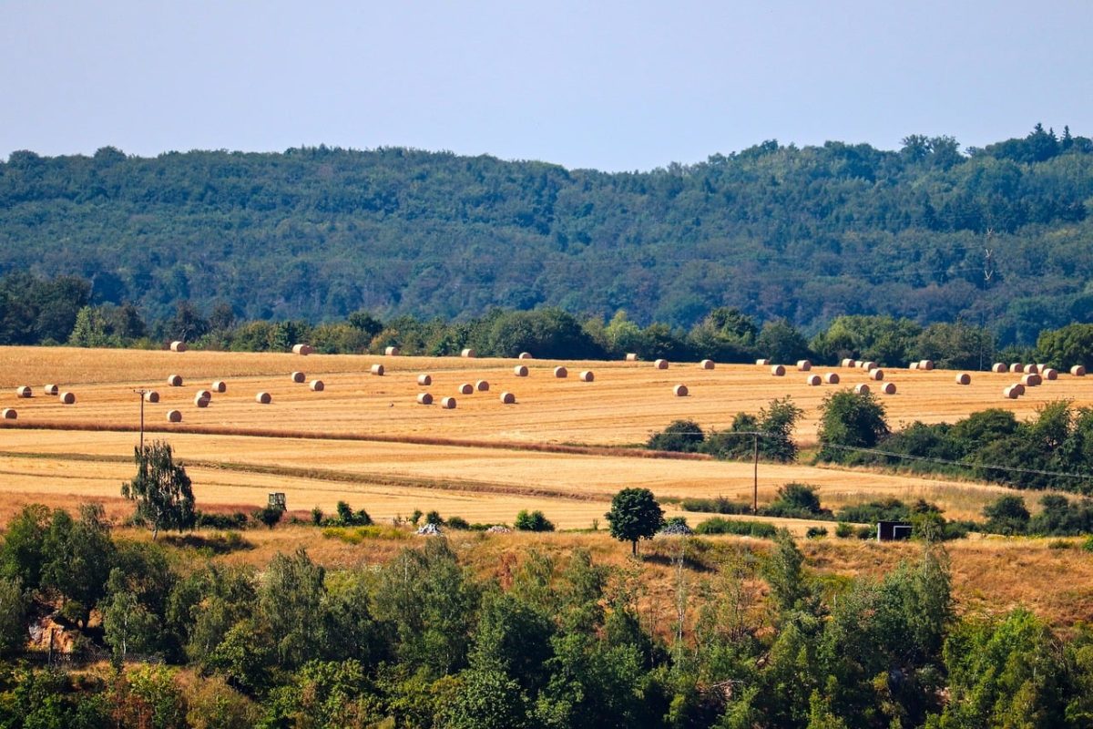 grain field, harvest, straw bales, summer landscape, agriculture, farmland, rural, nature, mountains, forest, summer, horizon, landscape, agricultural area, scenery, sunny, rural area, natural beauty, countryside field, dried, harvest time
