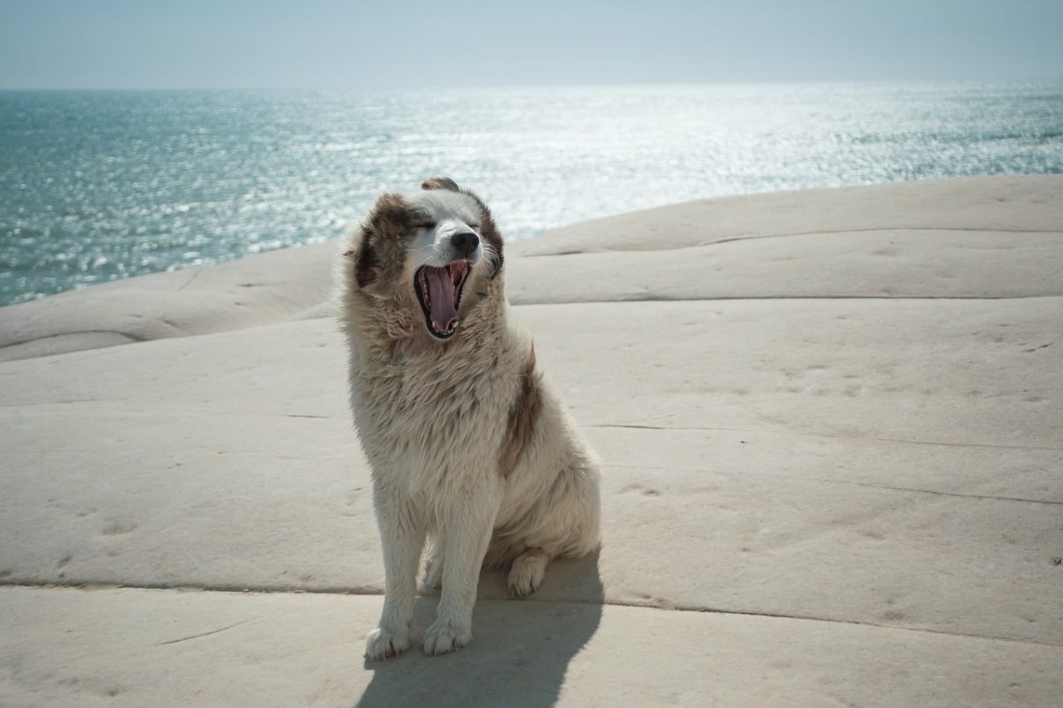 dog, italy, scala dei turchi, sicily, sea, yawn, animal, pet, sweet, rock, mediterranean, white, summer, spring-like, postcard, beach, formation, view, relaxation, tourism