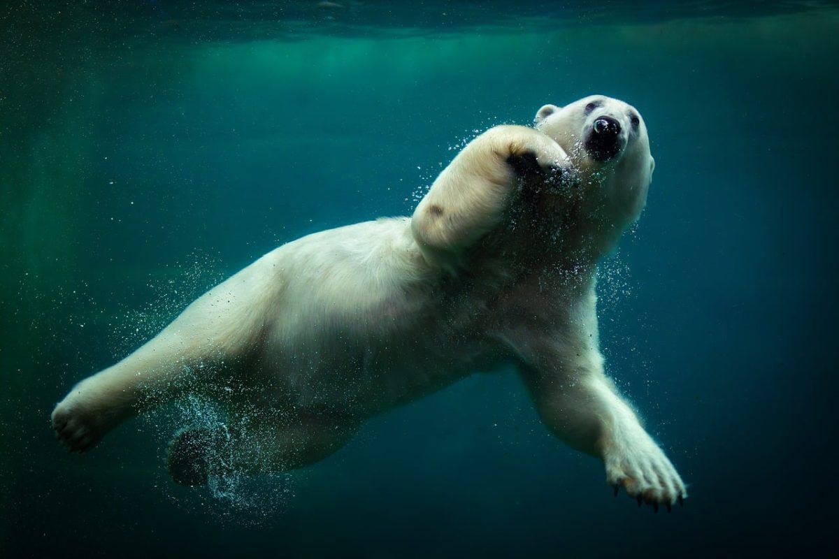 polar bear, swimming, water, wild, safari, mammal, natural, environment, underwater, arctic, sea, nature, large, snowy white, hunting, survival, underwater swimming, ice, pose, blue, conservation