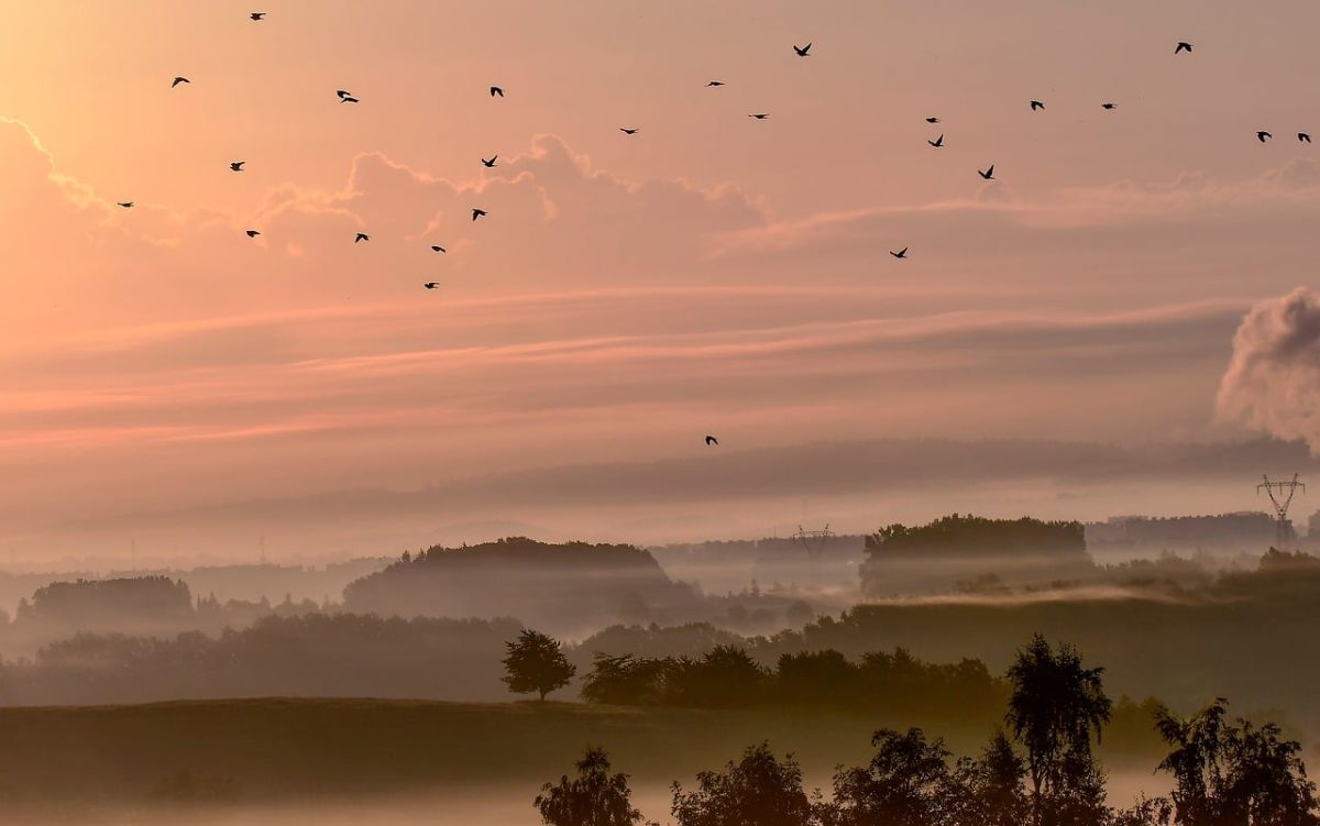 dawn, birds, fog, landscape, trees, morning, sky, inspiration, calm, panorama, light, nature, silence, daybreak, idyll, mist, peaceful, scenic, ecology, view