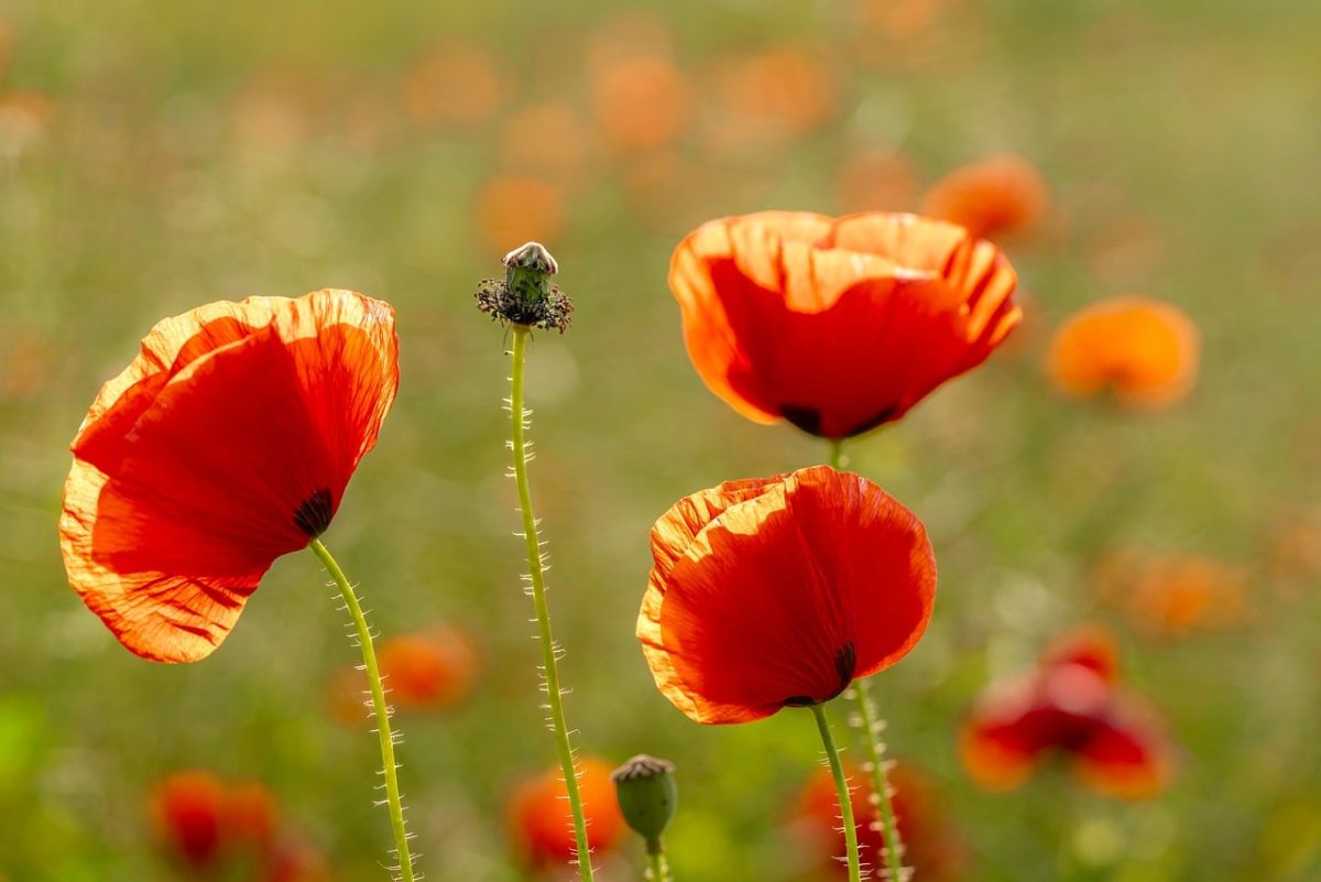 poppy, blooming, red, field, laptop wallpaper, beautiful flowers, landscape, flower, wallpaper 4k, sun, green, horizon, nature, flower background, natural, mac wallpaper, free background, windows wallpaper, free wallpaper, sunset, 4k wallpaper 1920x1080, rural, 4k wallpaper, relaxation, rest, wallpaper hd, summer, bright, cool backgrounds, background, full hd wallpaper, romantic, beautiful wallpaper, hd wallpaper, reddish, desktop backgrounds, floral background, flower wallpaper, aerial view
