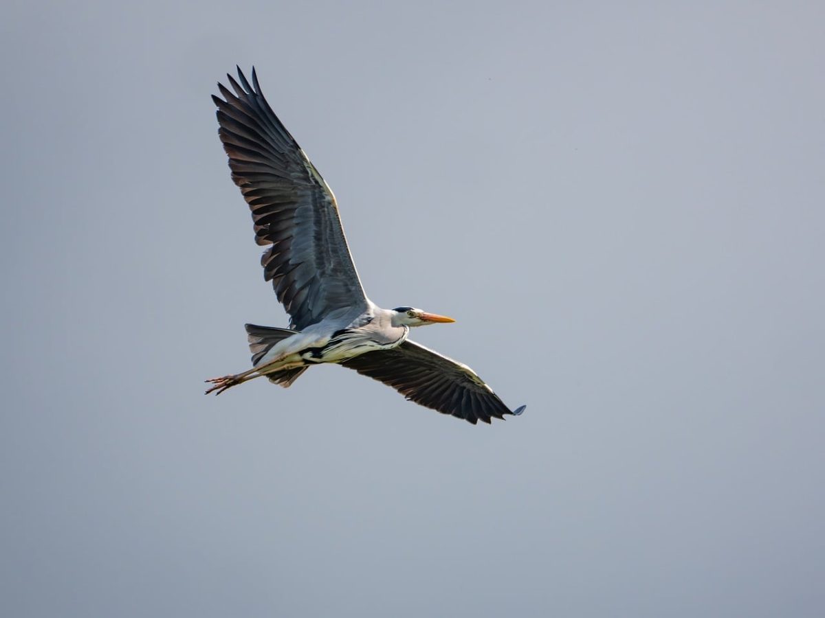 bird, nature, wildlife, ornithology, flight, heron, flying, wings, feathers, gray, blue sky, landscape, leisure, wild, birdie, birdwatching, animal, ecosystem