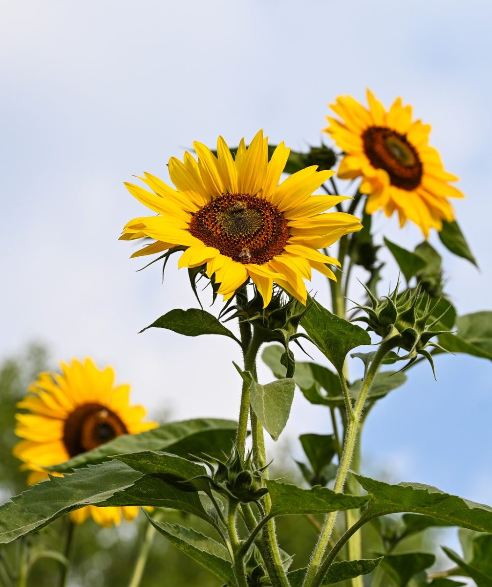 sunflower, nature, summer, yellow, blue sky, gardening, landscape, natural beauty, agriculture, botany, sunny weather, outdoor, growth, sunflower field, blooming, sunlight, flowering plant, ecology, tall plants, sun, orange