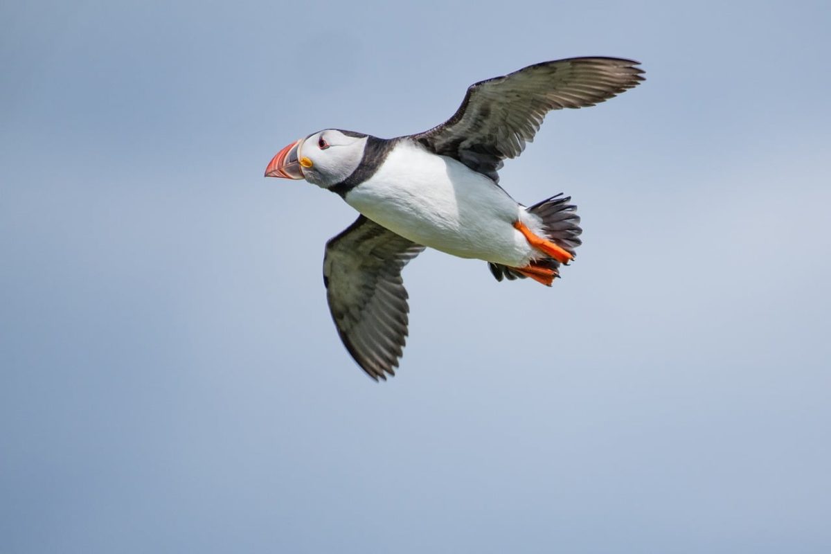 bird, nature, wildlife, ornithology, feathers, beak, birdwatching, seabird, flight, flying, puffin, blue, sky, lofty, wings, north atlantic, northern seabirds, orange beak, windy, blue sky, for spotting