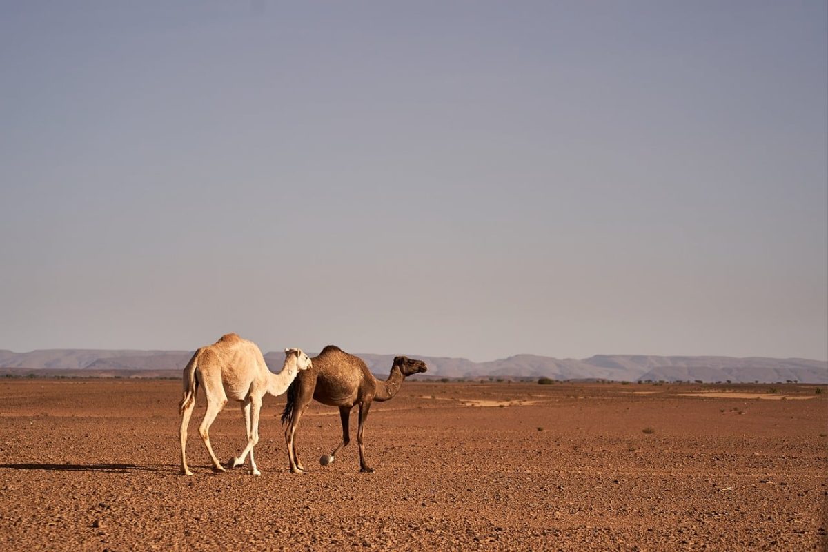 desert, camel, savanna, africa, sky, dry, nature, panorama, travel, landscape, solitude, space, adventure, exotic, horizon, isolated, calm, warmth, leisure