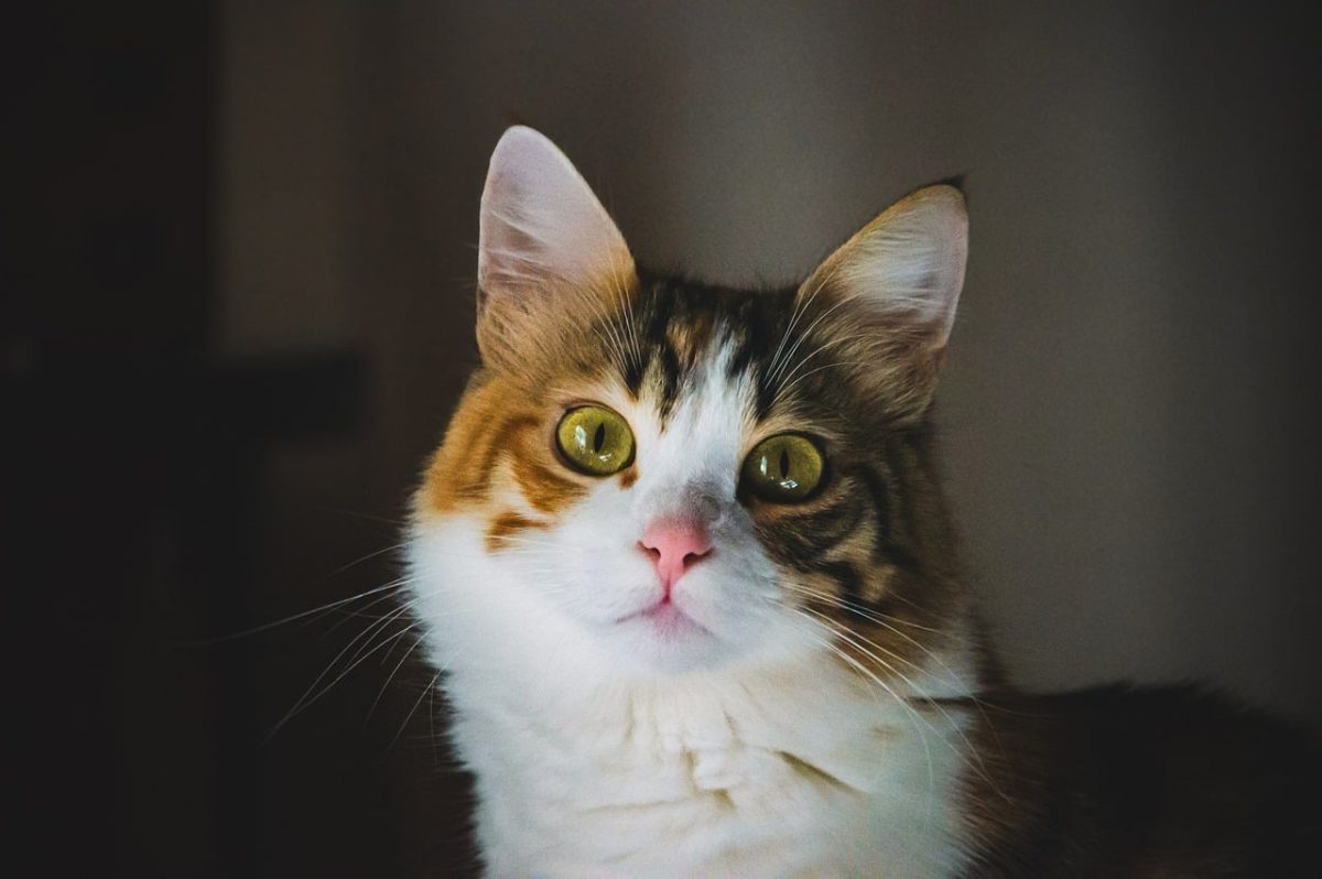 cat, animal, nature, mammal, cute, fur, adorable, gazing, eyes, friendship, pet, fluffy, curious, looking, domestic cat, photography, beautiful, technique, light, portrait