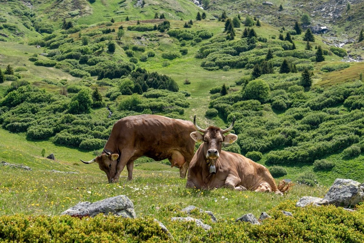 cows, pasture, mountains, summer, green, alps, beautiful landscape, nature, remote location, freedom, tranquility, feeding area, agriculture, birdsong, grassy landscape, rest, ecological, liberty, hiking
