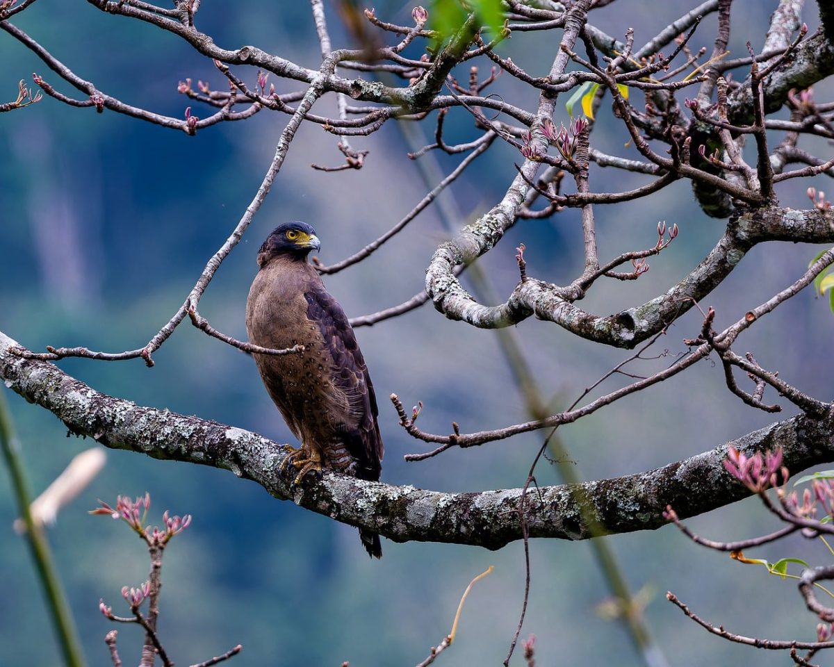 eagle, tree, branch, foliage, animal, nature, raptor, wild, nesting, forest, accent color, wild bird, habitat, view from above, ecosystem, natural environment, birdwatching, morning, color contrast, early spring, bird observer