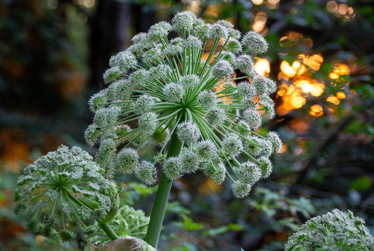 angelica, plant, nature, botany, flower, growth, inflorescence, fresh, green, background, ornament, natural, field, summer, wild, ecology, outdoor