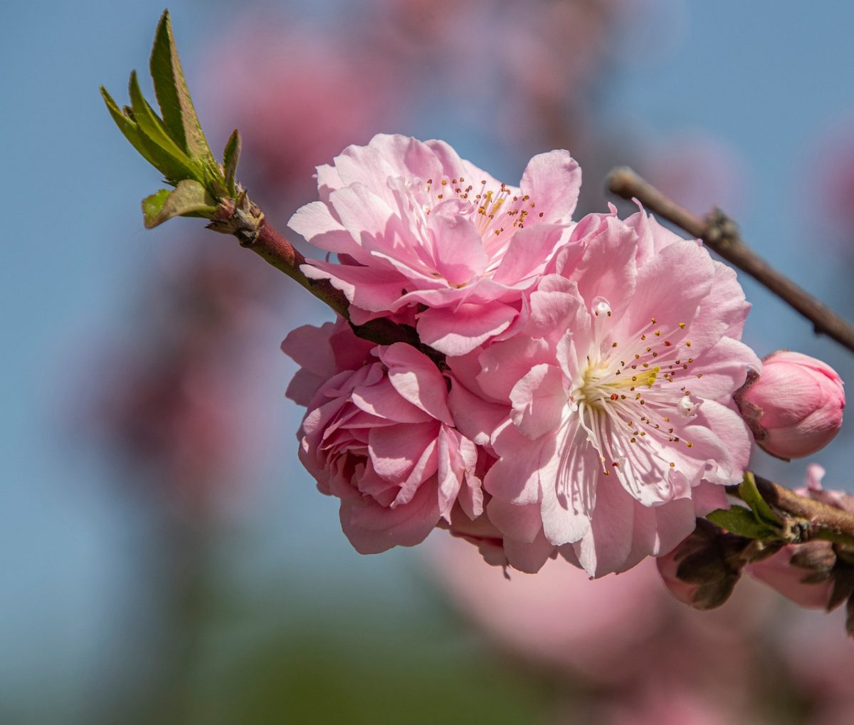 peach, flowers, spring, bloom, pink, petals, nature, branches, buds, gardens, fresh, seasonal, clear, blue sky, soft, beauty, romantic, flowering, fragrance, ornamental
