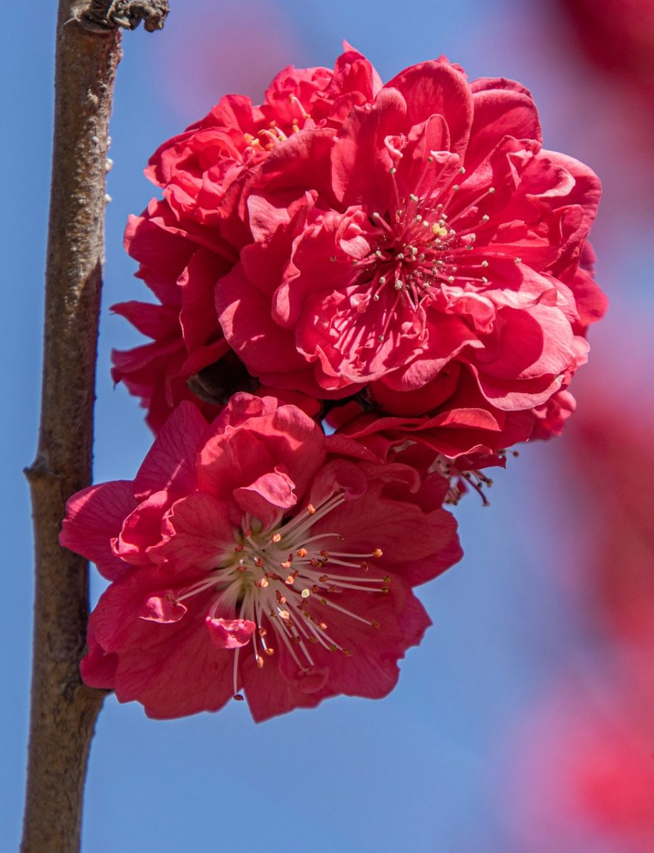 peach blossoms, spring, blooming, garden, flowers, petals, branch, pink, flora, detail, nature, summery, beauty, agriculture, plant, fruit, horizontal, outdoor, romantic, spring flowers