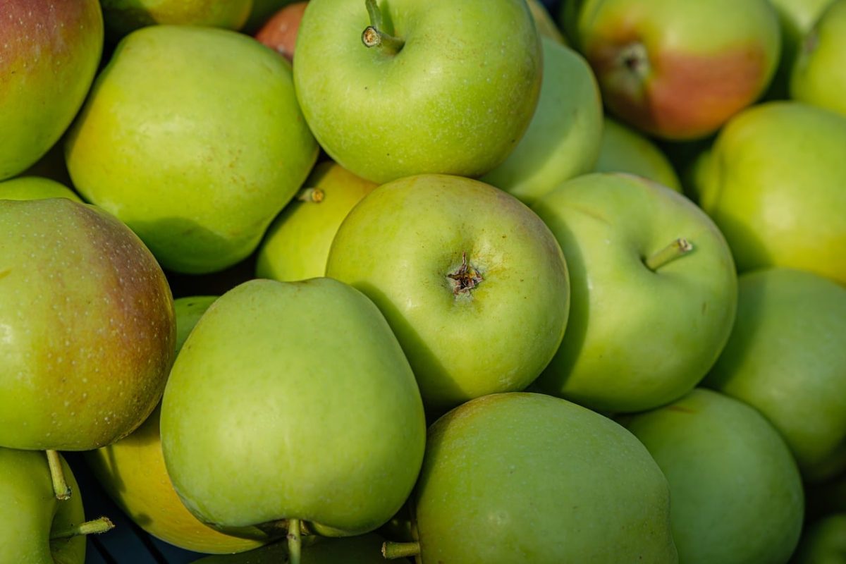 apples, green apples, fruit, healthy food, fresh, market, natural, vitamins, agriculture, vitamin c, red spot, eco production, cultivation, organic, harvest, farmers, agricultural products, vitamin bomb, crisp, fresh produce