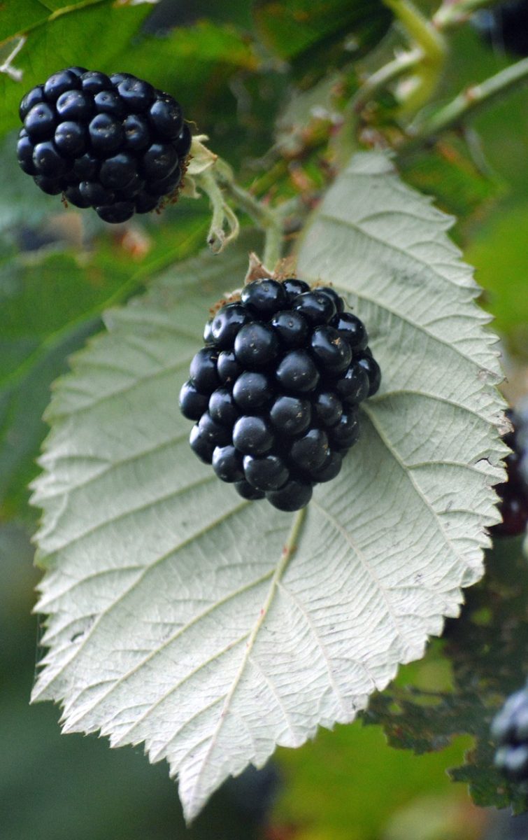 blackberry, fruit, leaf, nature, healthy, fresh, summer, vitamins, delicious, sweet, edible, agriculture, closeup, flavorful, farm product, black, image, garden