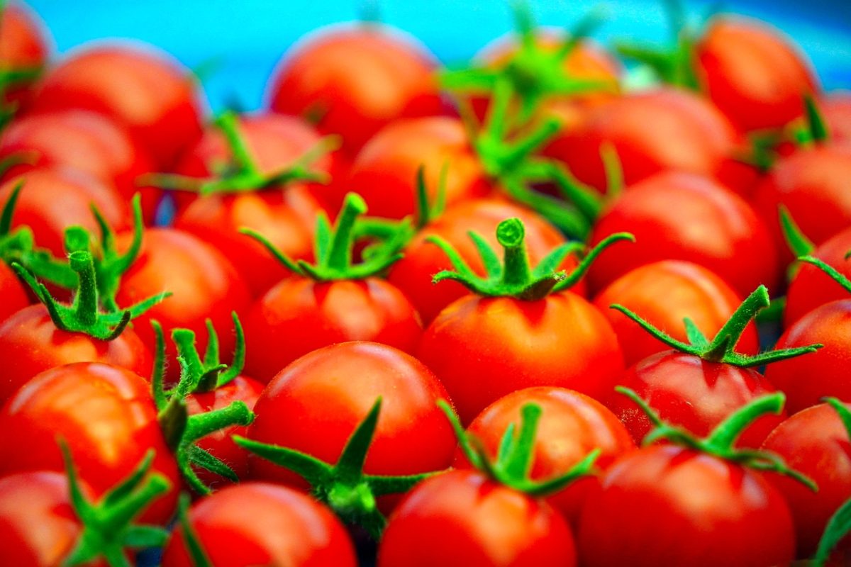 tomatoes, red, fresh, vegetable, organic, healthy, harvest, healthy eating, recipe, vitamins, diet, agriculture, fruit, crops, yield, cooking, photosynthesis, spice, boiling