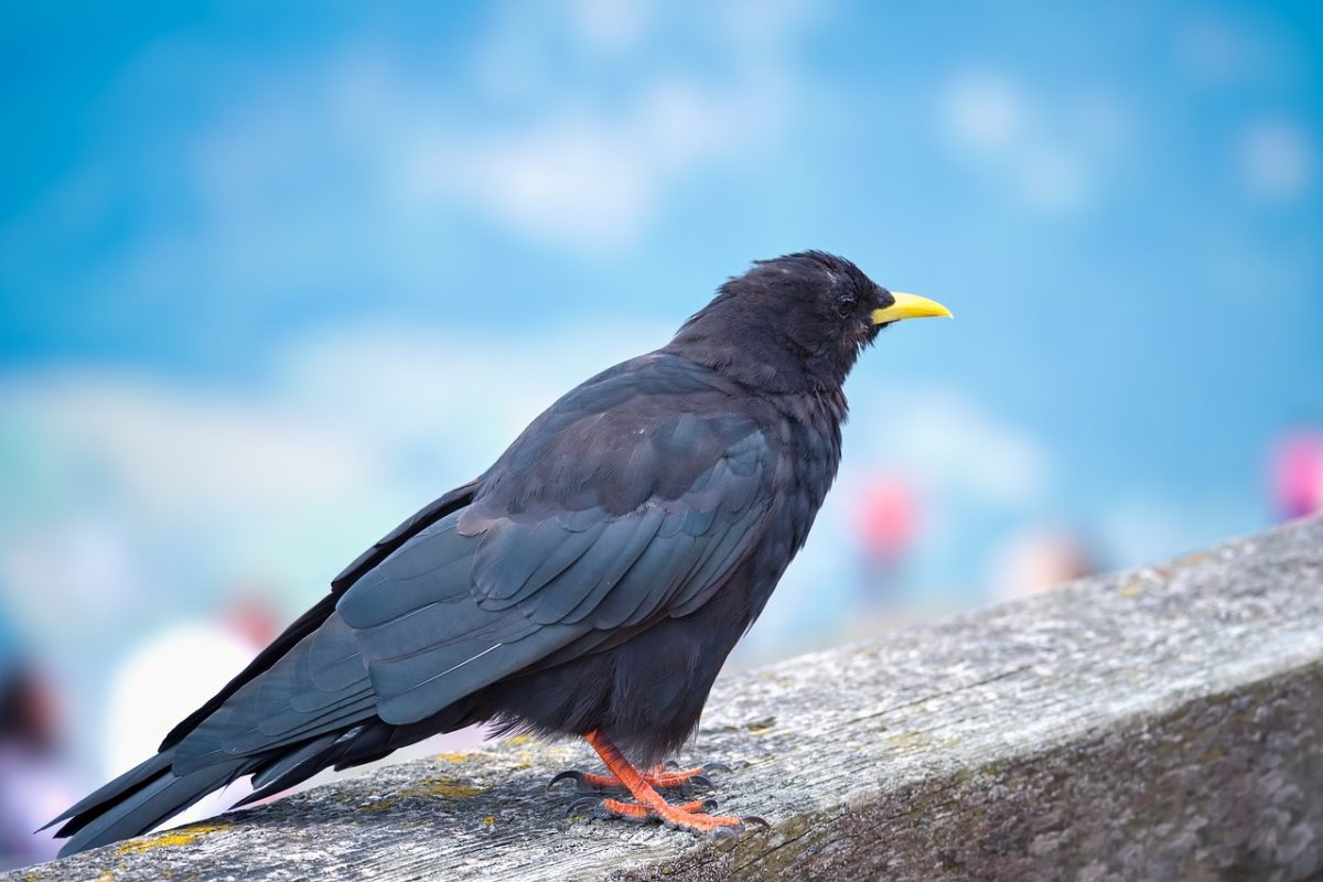 alpine chough, bird, animal, fauna, ornithology, feathers, beak, legs, blue sky, natural environment, black, yellow beak, close-up, bird species, mountains, high-altitude bird, summer, leisure, clear day, wild