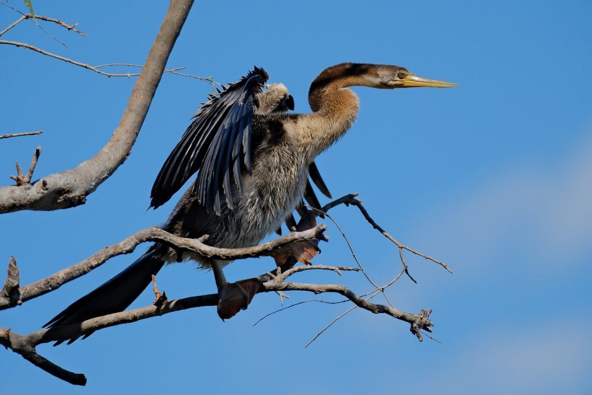 bird, cormorant, darter, wildlife, nature, avian, perched, feathers, beak, wings, birdwatching, branch, blue sky, anhinga bird, bird of prey, bird observer, landscape, wild bird