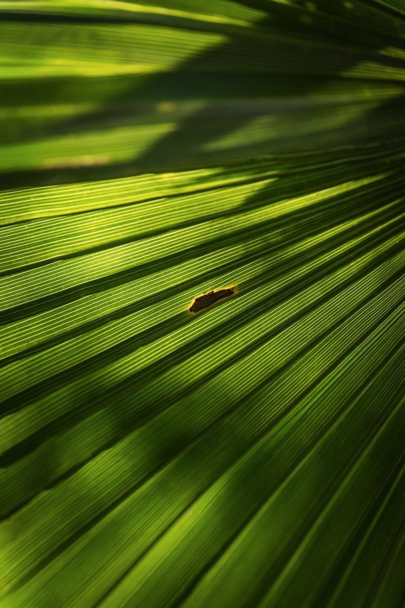 leaf, green, nature, details, texture, light, macro, vibrant, natural, close-up, outdoors, fern, gap, beauty, prominent, exterior, natural motif, leaf vein, solitude, shapes, art