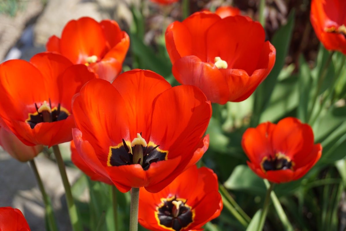 tulip, flower, red, nature, spring, botany, garden, fresh, outdoors, blooming, petal, park, beauty, stem, green, peaceful, vibrant, photography, colorful, decoration, breath