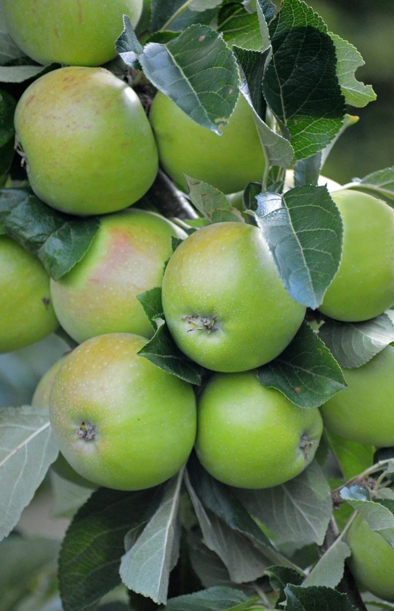 apples, fruit, tree, leaves, green, organic, fresh, nature, garden, agriculture, plant, harvest, healthy, farming, branches, juicy, closeup, white, clear, seasonal