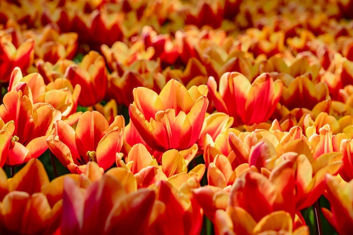 tulips, 4k wallpaper, field, free wallpaper, orange, red, yellow, spring, flower, hd wallpaper, flower wallpaper, blooming, beautiful, botany, flower background, nature, holland, wallpaper hd, full hd wallpaper, dense, floral background, bright, cool backgrounds, background, 4k wallpaper 1920x1080, beautiful flowers, mac wallpaper, wallpaper 4k, desktop backgrounds, windows wallpaper, free background, plant, beautiful wallpaper, garden, large, vibrant, decorative, laptop wallpaper, crop