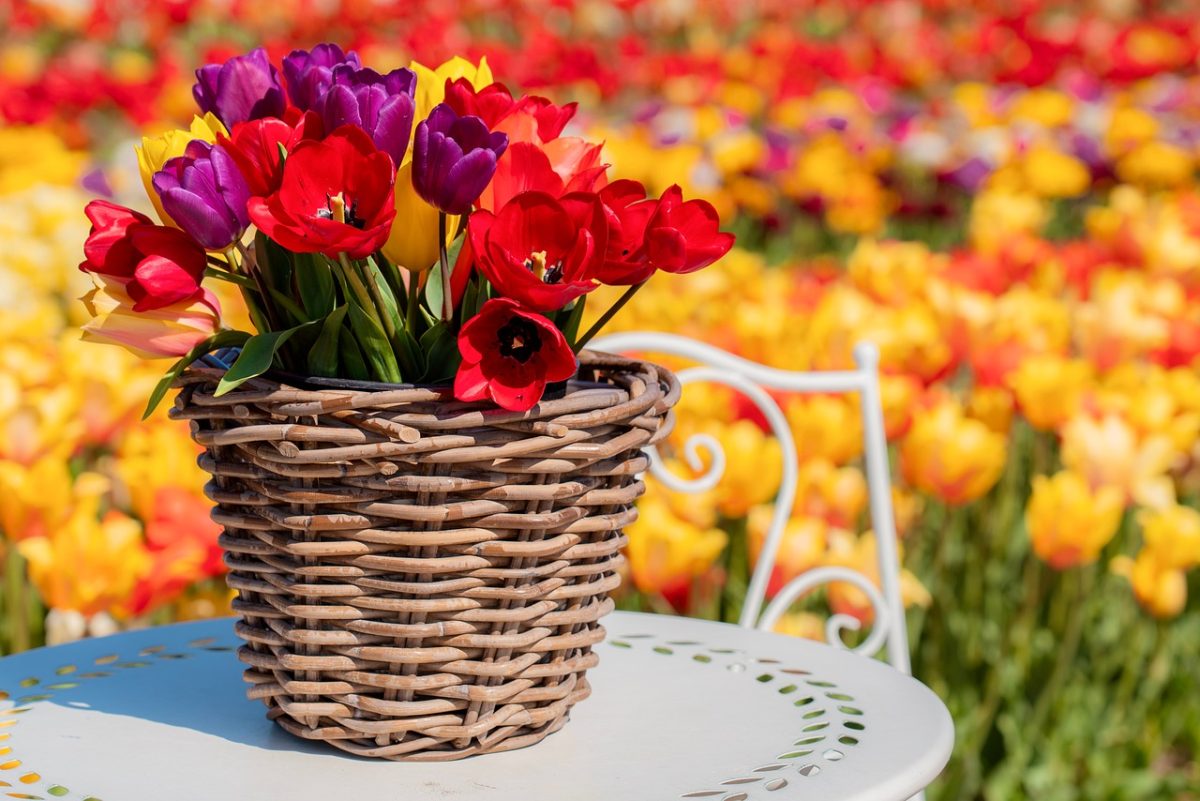 tulip, basket, wallpaper hd, 4k wallpaper, chair, full hd wallpaper, flower, free background, spring, mac wallpaper, blooming, garden table, desktop backgrounds, decoration, red, yellow, wallpaper 4k, free wallpaper, laptop wallpaper, flower wallpaper, purple, beautiful wallpaper, background, windows wallpaper, hd wallpaper, vase, outdoor, floral background, colorful, beautiful flowers, flower field, idyllic, 4k wallpaper 1920x1080, seating, flower background, cool backgrounds, nature, outdoor living, spring flowers