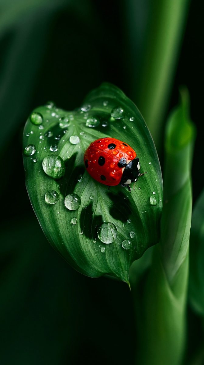 ladybug, leaf, outdoor, water, macro photography, fresh, dew, foliage, red, drops, nature, texture, wildlife, botanical, vivid colors, moisture, wild, life, small, insect