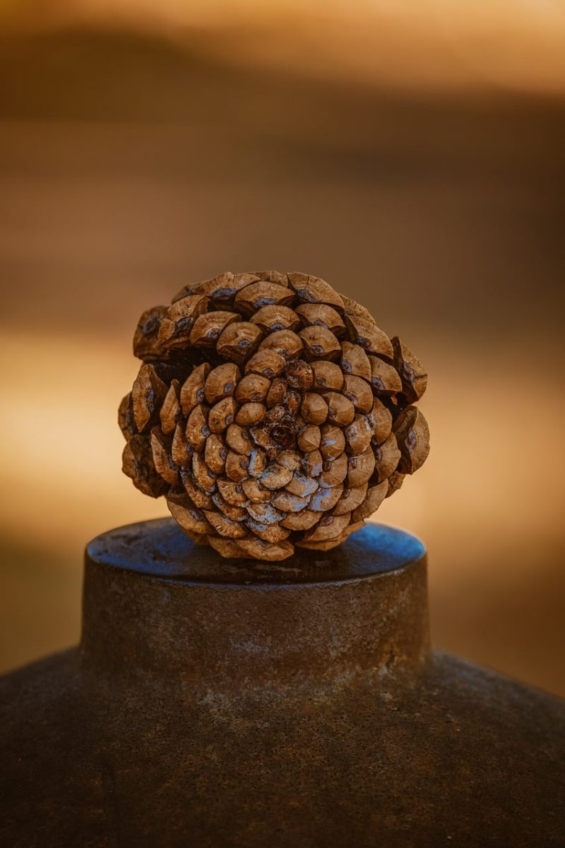 pinecone, nature, macro, autumn, texture, shading, brown, vintage, fractal, decoration, natural, abstract, simplicity, rustic, art, round, background, placement, center