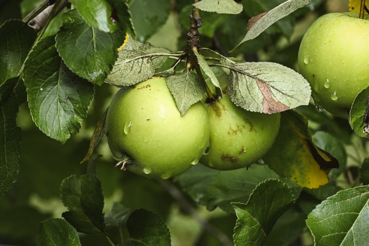 apple, fruit, tree, leaves, green, water droplets, twig, orchard, dew drop, nature, garden, summer, green apple, growth, agriculture, irrigation, fresh, botany, natural, greenery