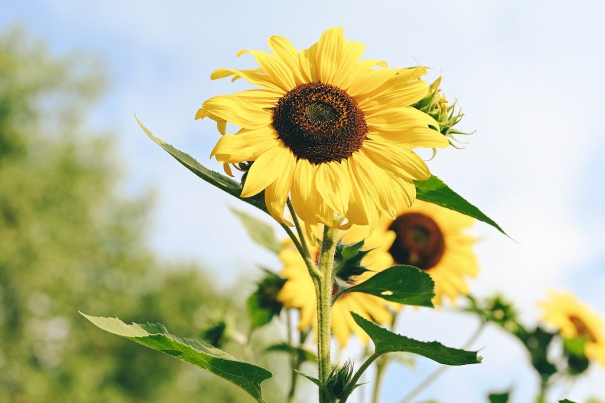 sunflower, nature, summer, garden, blooming, plant, natural, sun, bright, outdoors, sunny, panorama, flowers, rural, clear, picture, yellow, air, leaf, structure