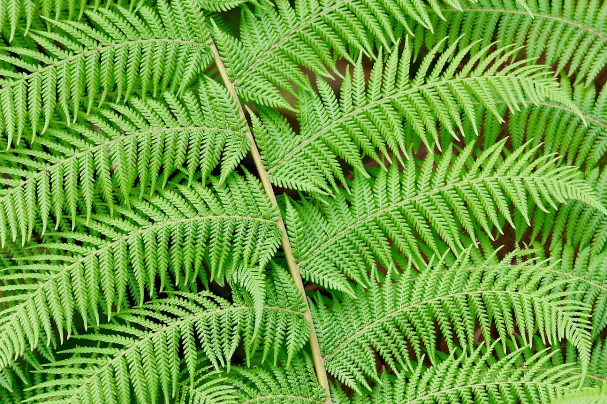 fern, leaves, green, nature, botany, leaf, fern plant, symmetry, detail, texture, garden, natural, outdoor, calm, expansion, biology, ecology, indoor plants, plant pattern