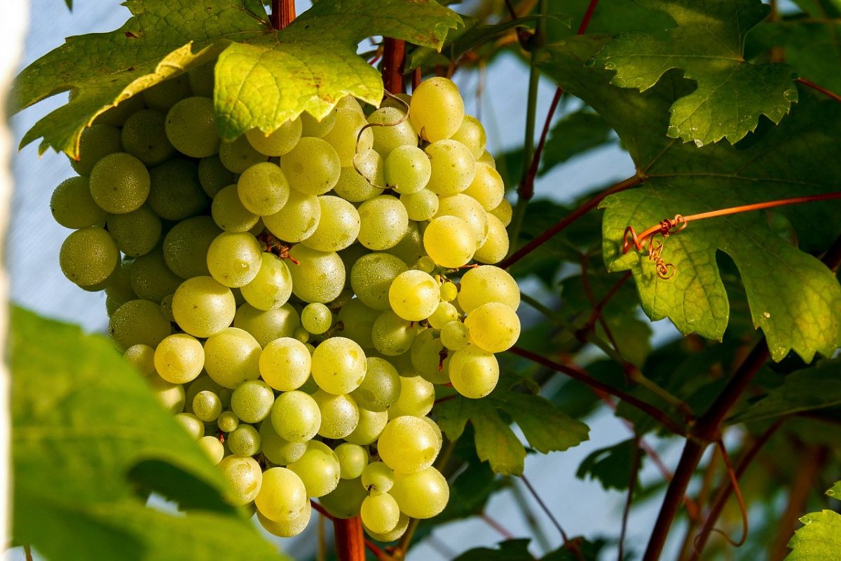grapes, fruit, healthy, agriculture, vitamins, ripe, nature, fresh, vine, viticulture, fall, horticulture, ripeness, juicy, healthy eating, leaves, cultivation, environment, farming