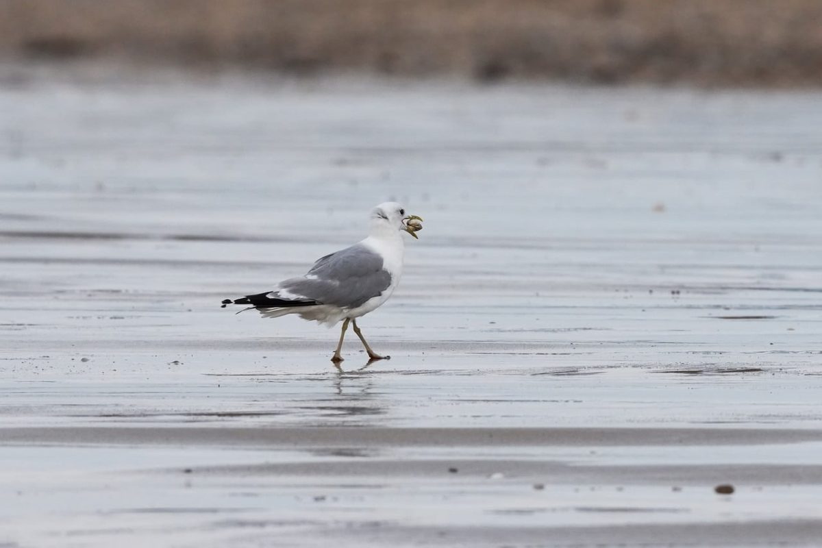 seagull, shell, beach, nature, ocean, animal, food, seabird, walking, sand, atlantic, coast, feed, stone, france, environment, rainy, gleam, gray, horizon