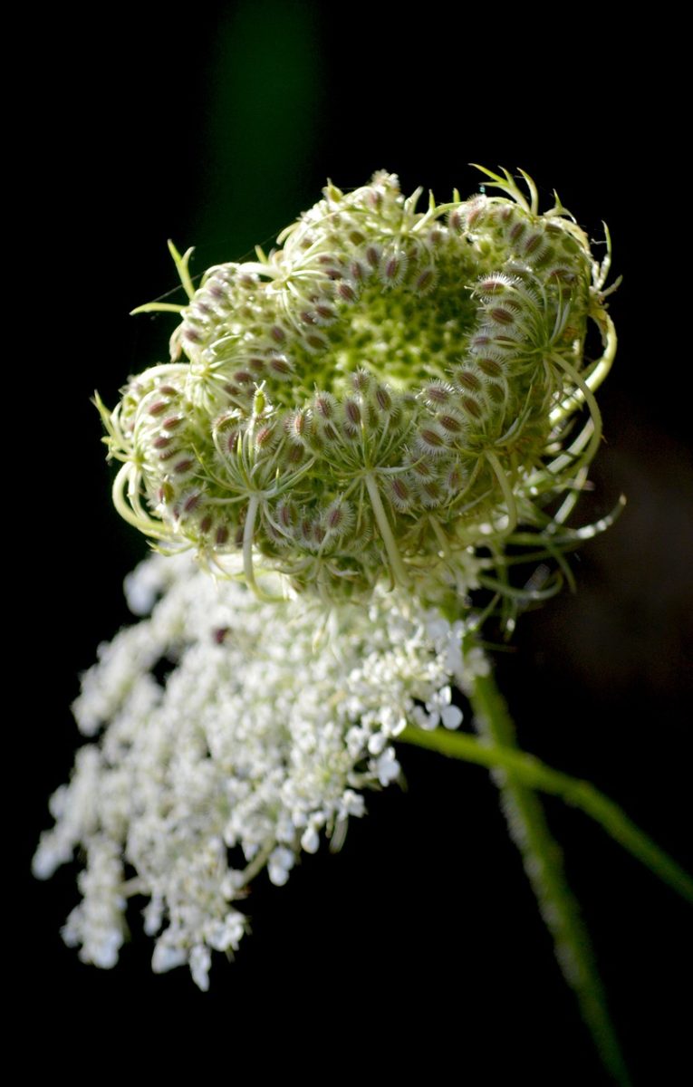 wild carrot, natural beauty, macro photography, plant, wildflower, nature, backlight, summer flower, botany, nature wallpaper, flowering plant, gardening, shading, outdoor, delicate texture, natural light, black background, delicate flower, natural colors