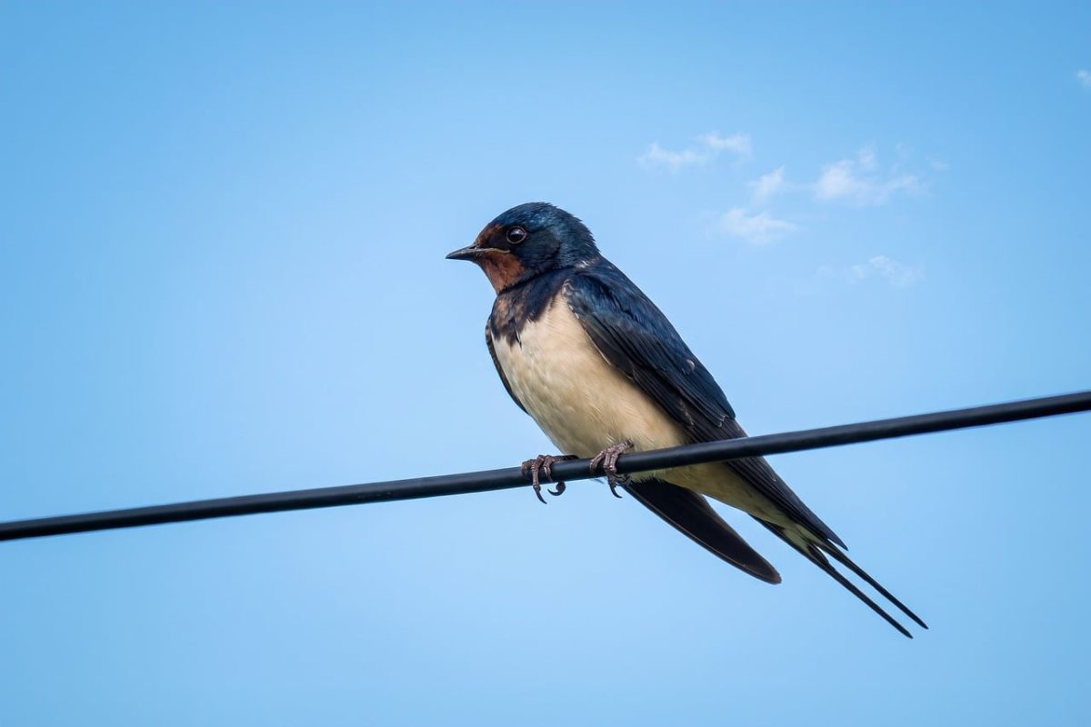 barn swallow, swallow, bird, wire, line, nature, summer, clouds, blue sky, songbird, hirundo rustica, serene, animal, feathers, plumage, outdoors, fauna, graceful