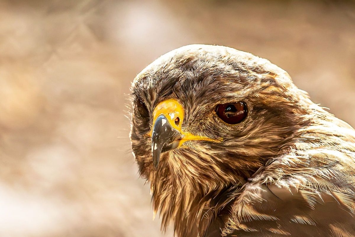 common buzzard, bird of prey, raptor, predator, animal, nature, laptop wallpaper, 4k wallpaper, wild, avian, beautiful wallpaper, windows wallpaper, feathers, hd wallpaper, background, eyes, desktop backgrounds, mac wallpaper, beak, portrait, macro, detailed, free wallpaper, full hd wallpaper, wallpaper hd, cool backgrounds, free background, wallpaper 4k, sharp eyes, hunter, 4k wallpaper 1920x1080, majestic, brown feathers, motif