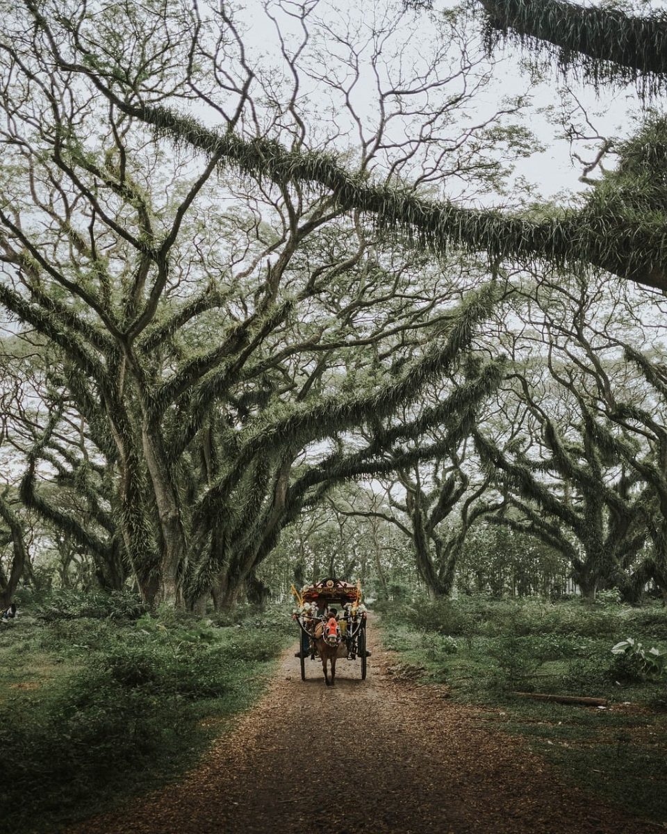 horse carriage, nature, forest, path, trees, rainforest, natural landscape, tour guide, ecotourism, tranquility, traditional, cart, decision, space for reflection, outdoors, botany, covered with vegetation, tiger, adventure, dense branching