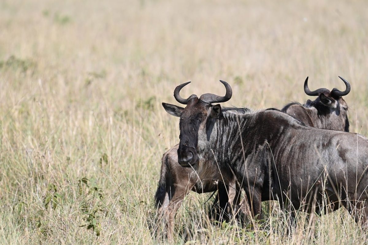 wildebeests, nature, africa, wildlife, safari, kenya, migration, antelope, landscape, grass, savanna, herd, zebra, serengeti, northern tanzania, maasai mara, animal migration, wild animals, relationship to natural habitat, great migration, strategic migration