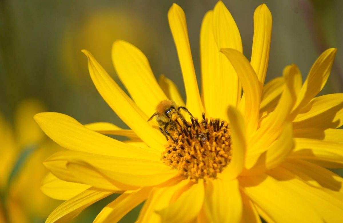 yellow flowers, bee, pollination, summer flowers, macro photography, nature, gardening, hd wallpaper, insect, tuber, yellow, jerusalem artichoke, pollinator insect, hot weather, flower wallpaper, beautiful flowers, nature background, above ground plant, outdoor environment