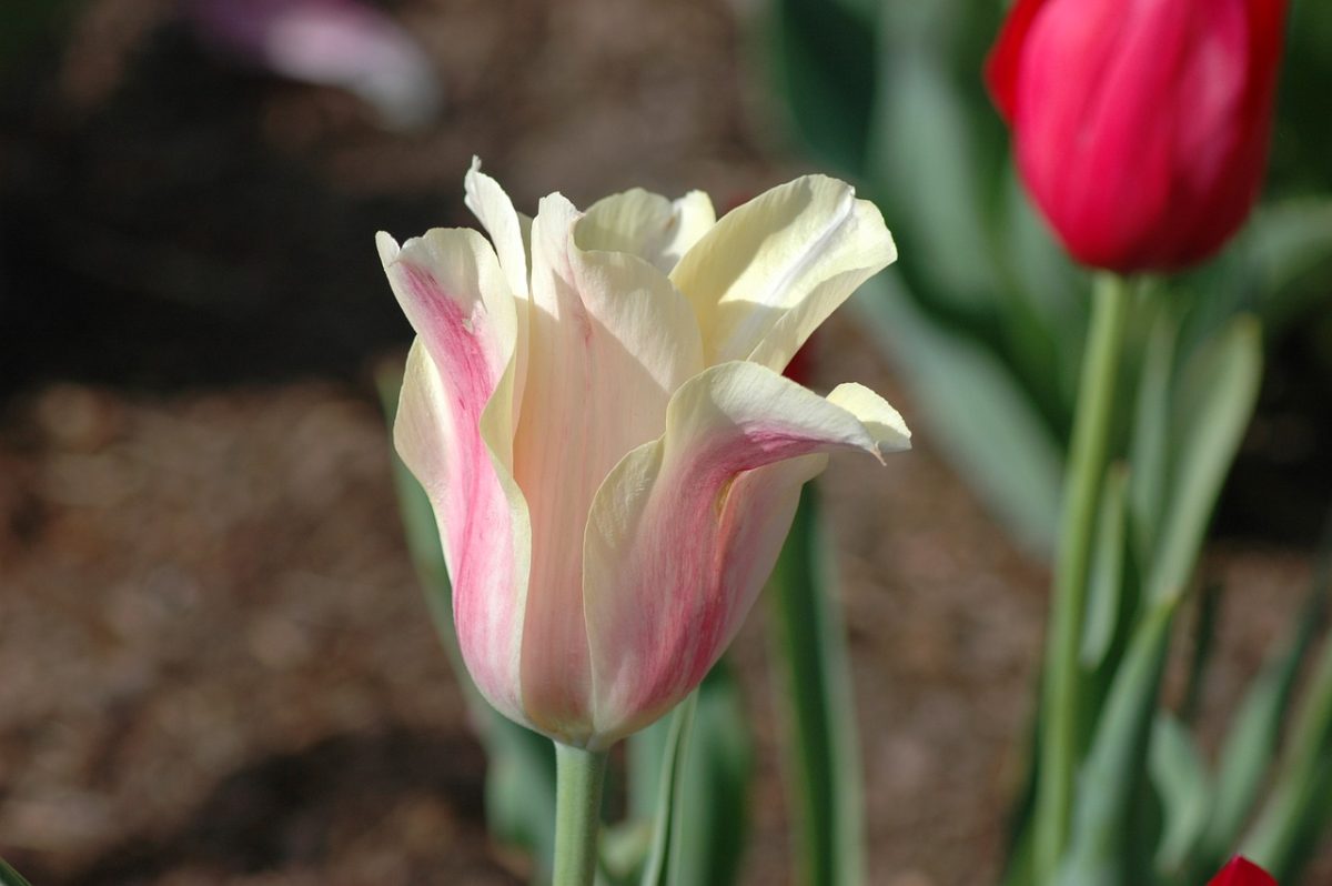 tulip, beautiful flowers, flower, garden, nature, outdoor, spring, natural, close-up, colorful, flower wallpaper, exterior, flower background, petal, cultivation, blooming, horticulture, red, pink, white, flowering plant, beauty, decorative