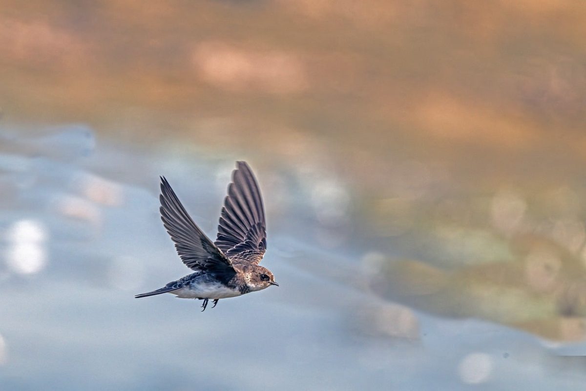 swallow, 4k wallpaper 1920x1080, wallpaper hd, windows wallpaper, bird, beautiful wallpaper, flying, wildlife, nature, 4k wallpaper, hd wallpaper, lake, wings, cool backgrounds, free background, blue, wallpaper 4k, brown, desktop backgrounds, background, european, soaring, free wallpaper, laptop wallpaper, mac wallpaper, wild, sunlight, ecology, natural environment, full hd wallpaper, morning