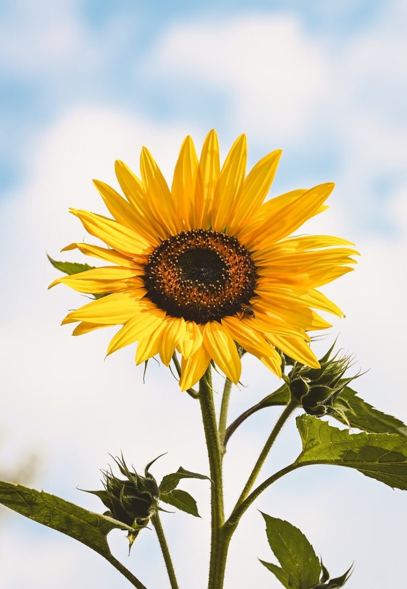 sunflower, heavenly blue, summer flower, green leaves, outdoors, nature, blue sky, summer day, botany, sunflower field, sunny, beauty, flower head, flower photography, plant, detail, clear, peaceful, sunshine, pumpkin family, hope
