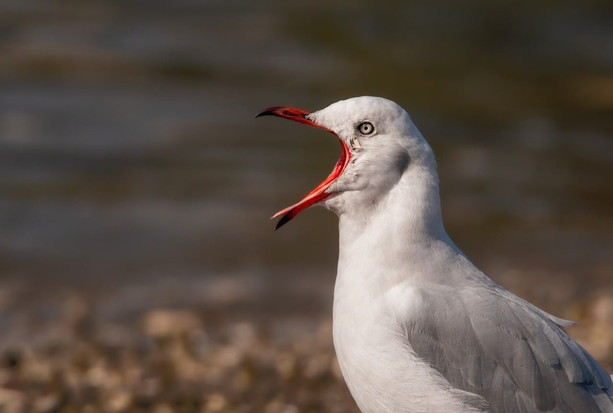 seagull, wings, plumage, beak, open, squawk, maritime, beach, bird, fauna, wildness, nature, sky, fly, wing, loud, natural, animal, mates, ornithology