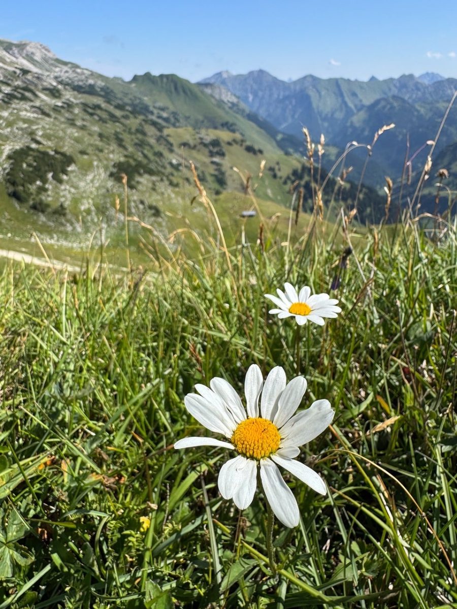 mountains, daisy, meadow flower, alps, nature, summer, hiking, idyllic, view, flower, grass, grassy, lake, panoramic, mountaintop, travel, rural, botany, flora, hiking trail, tourist season