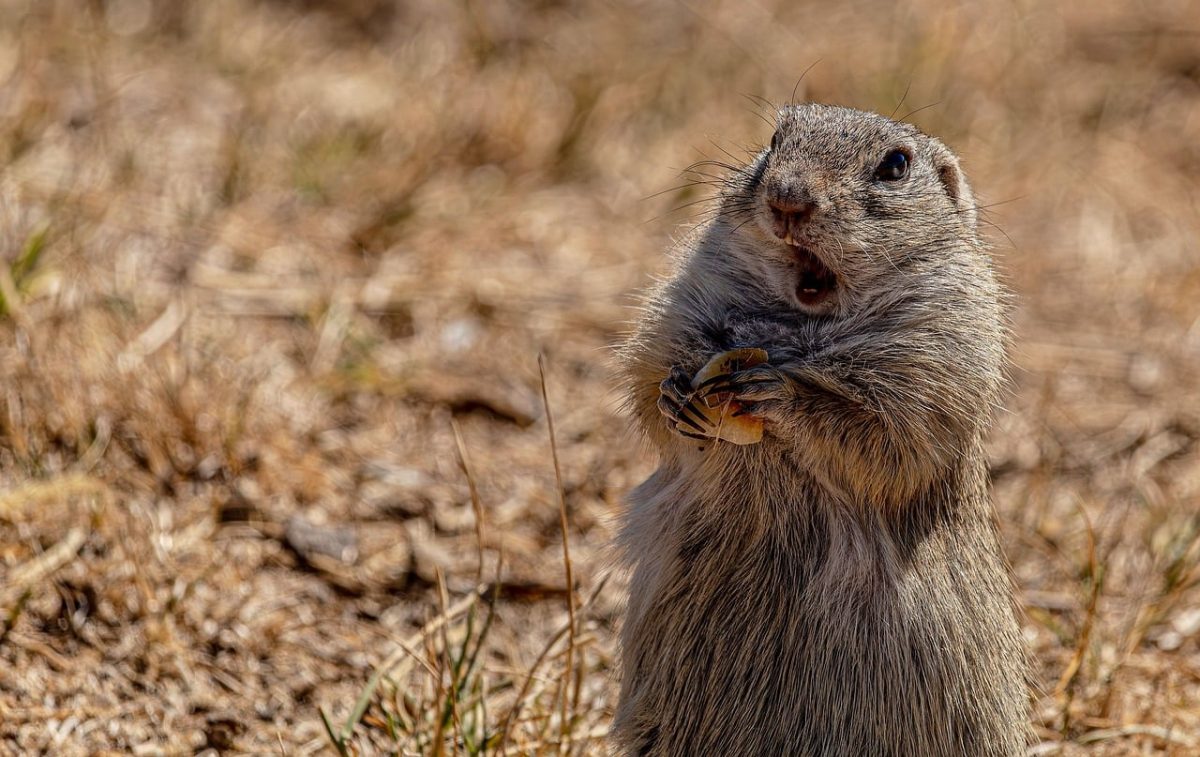 ground squirrel, desktop backgrounds, mac wallpaper, wallpaper 4k, rodent, full hd wallpaper, wild animal, hd wallpaper, beautiful nature, cute, free background, cool backgrounds, 4k wallpaper, surprised, 4k wallpaper 1920x1080, eating, whiskers and fur, standing, european ground squirrel, windows wallpaper, funny, free wallpaper, nature wallpaper, laptop wallpaper, field, beautiful wallpaper, nature, shocked, nature background, wallpaper hd, wallpaper, holding food, open mouth