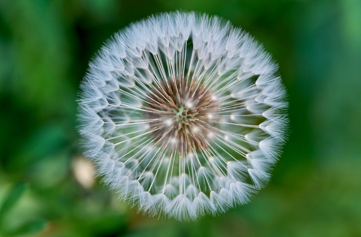 dandelion, seed, macro, symmetry, pattern, white, green, delicate, spring, botanical, nature, abstract, macro lens, detail, light, natural, radial, breathing, ease