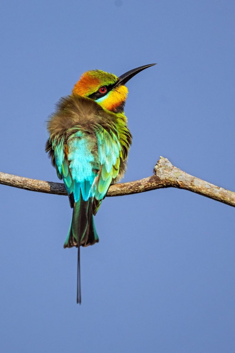 rainbow bee-eater, bird, nature, wildlife, colorful, feathers, ornithology, branch, exotic bird, perched, blue feathers, multicolored bird, green feathers, bird migration, natural beauty, photography, open wilderness, ecosystem, summer bird, animals