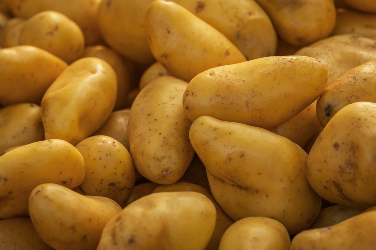 potatoes, food, raw, vegetable, still life, natural, agriculture, pile, potato crop, farmers market, yellow, shape, starchy, organic food, food cultivation, healthy eating, agriculture industry, hearty food