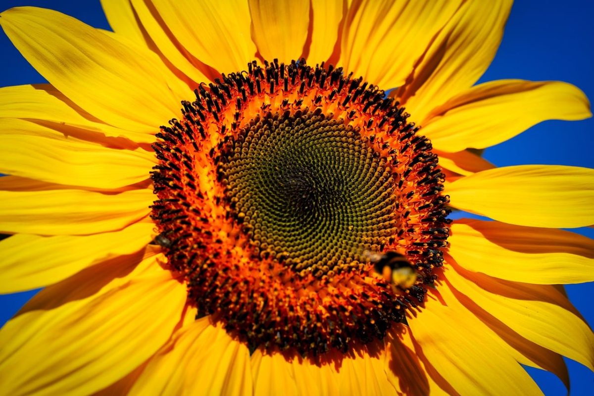 sunflower, bee, pollination, summer, macro, yellow, blue sky, flower, nature, garden, flower wallpaper, natural, beautiful flowers, wings, plant, insect, green, details, circle, stigma, sunny, flower background, petal